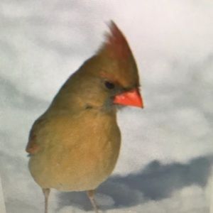 Meet your Posher, Lorenzo